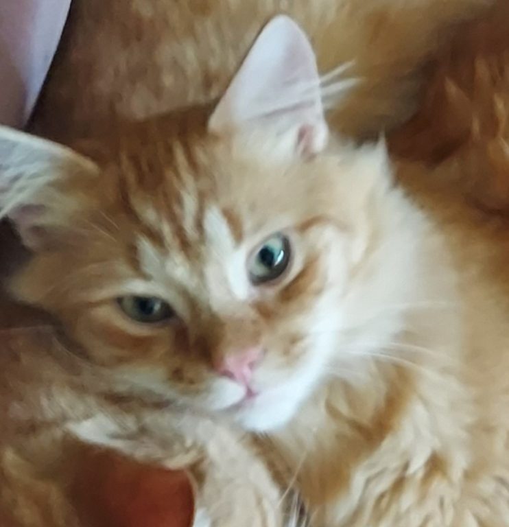 orange cat