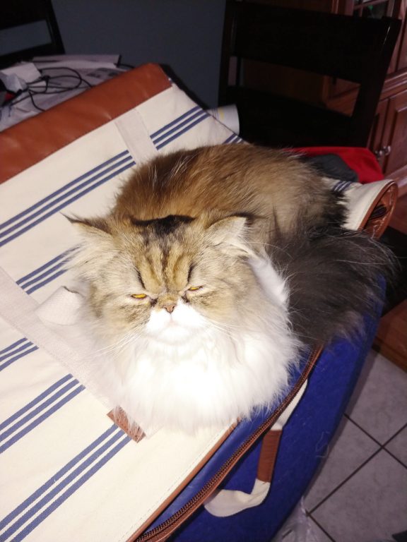 cat